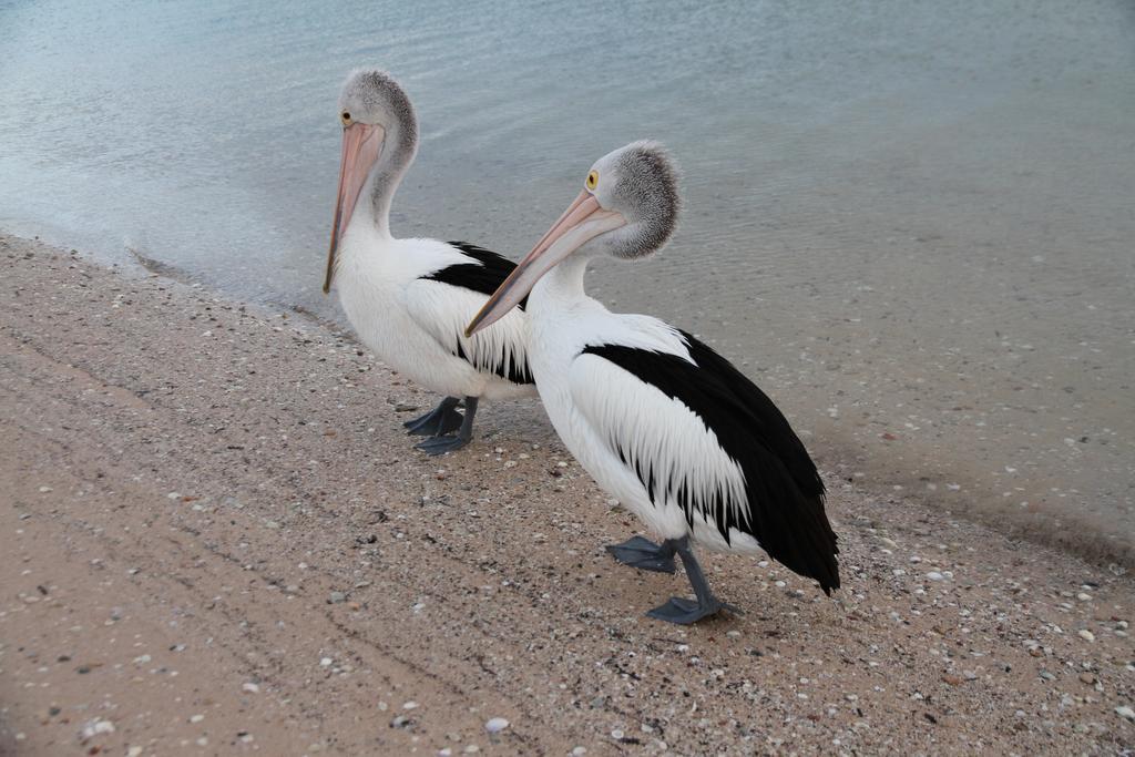 Pelican'S Nest Калбарри Экстерьер фото